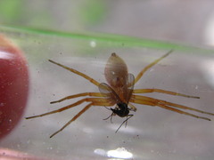 Philodromus rufus