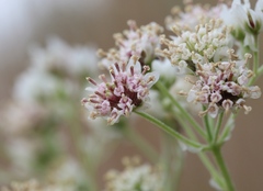 Hymenopappus artemisiifolius