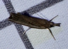Fissicrambus mutabilis