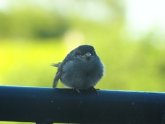 Passer domesticus domesticus
