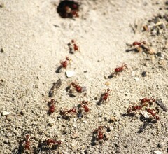 Pogonomyrmex barbatus
