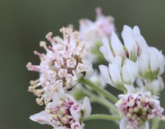 Hymenopappus artemisiifolius