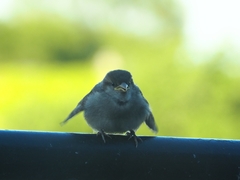 Passer domesticus domesticus