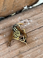 Polistes dominula