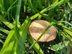 Marasmius oreades