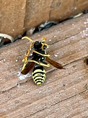 Polistes dominula