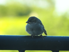 Passer domesticus domesticus