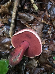 Rubroboletus satanas