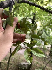 Carpinus orientalis