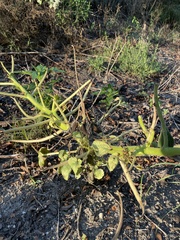 Proboscidea louisianica