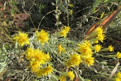 Galatella