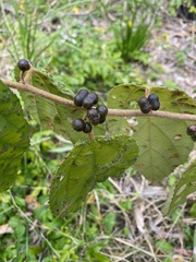 Grewia latifolia