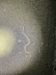 Pituophis catenifer sayi
