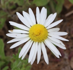 Aphanostephus ramosissimus