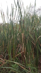 Typha