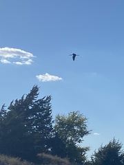 Plegadis falcinellus