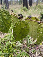 Grewia latifolia