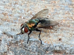 Lucilia