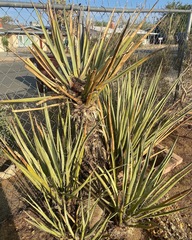 Scyphophorus yuccae