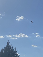 Plegadis falcinellus