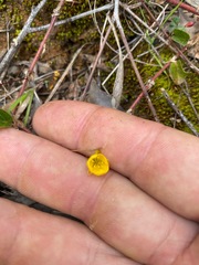 Chamaecrista rotundifolia