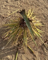 Scyphophorus yuccae