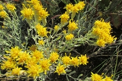 Galatella