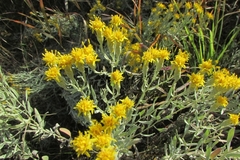 Galatella