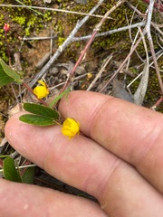 Chamaecrista rotundifolia