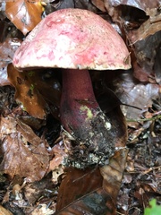 Rubroboletus satanas
