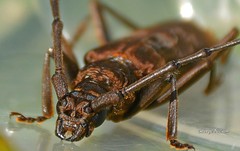 Pachydissus natalensis