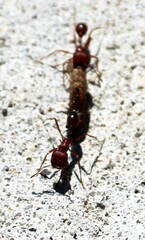 Pogonomyrmex barbatus