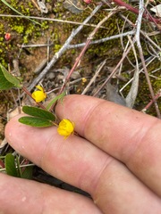 Chamaecrista rotundifolia