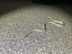 Pantherophis emoryi