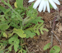 Aphanostephus ramosissimus