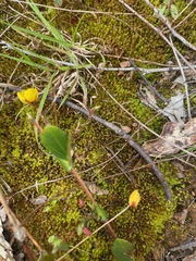 Chamaecrista rotundifolia
