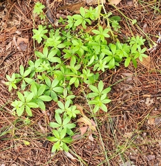 Galium triflorum