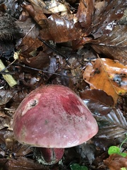 Rubroboletus satanas