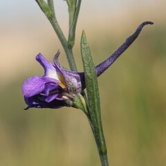 Delphinium halteratum
