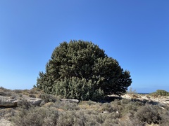 Juniperus macrocarpa
