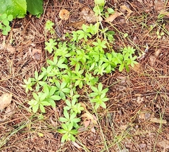 Galium triflorum