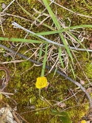 Chamaecrista rotundifolia