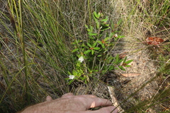 Phebalium woombye