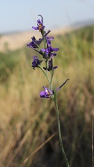 Delphinium halteratum
