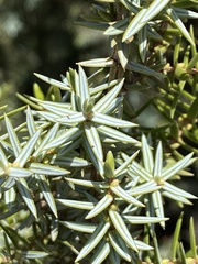 Juniperus macrocarpa
