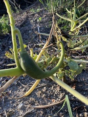 Proboscidea louisianica