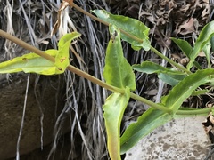 Penstemon