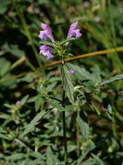 Galeopsis ladanum