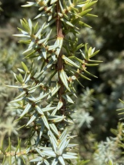 Juniperus macrocarpa