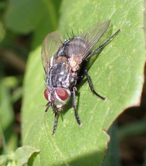 Linnaemya tessellata